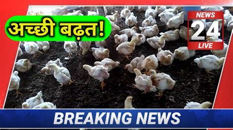 chicken mandi rate